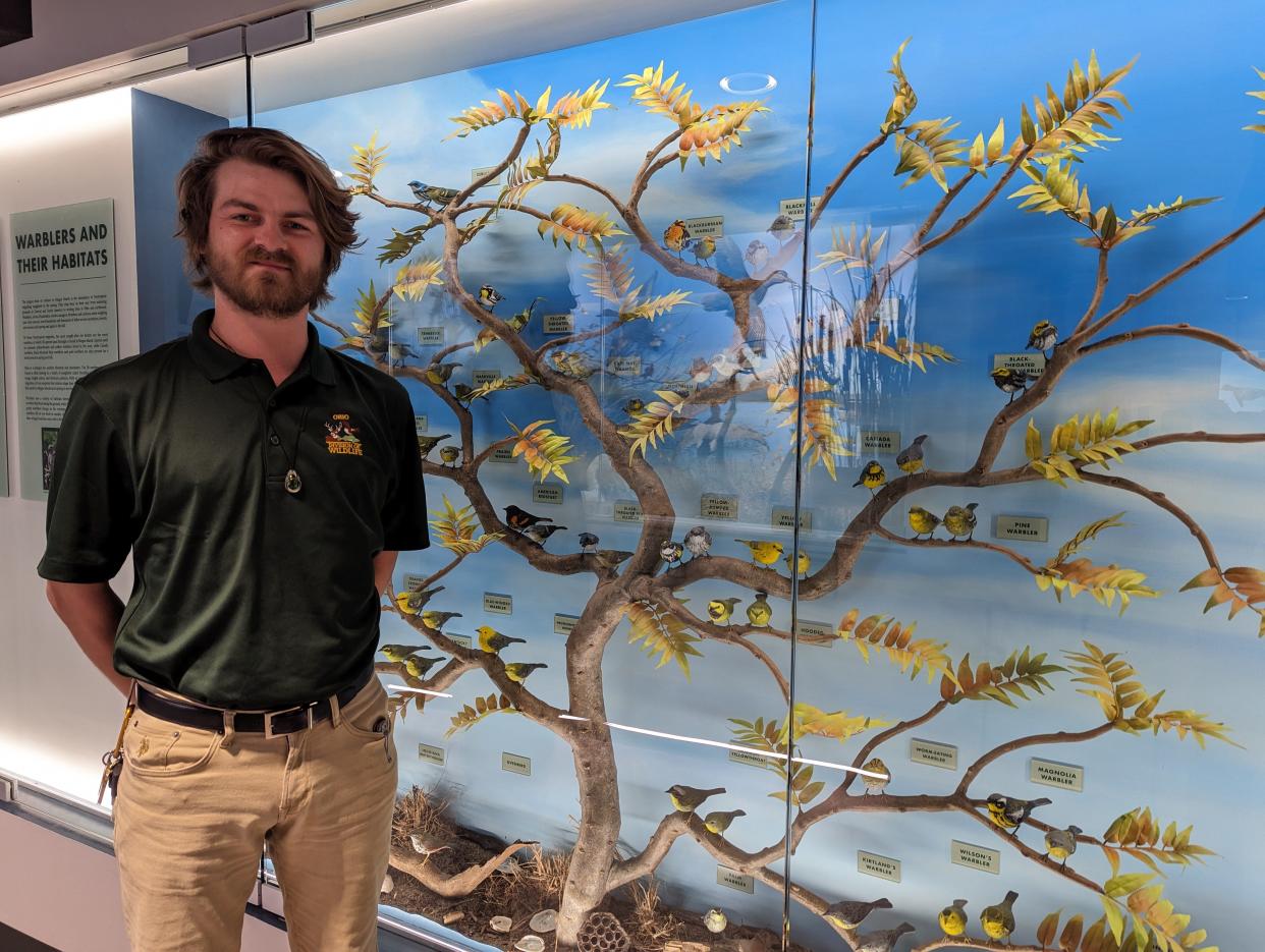 Neil Baker, a natural resource technician at the Magee Marsh Visitor Center, shows off a warbler display at the center, during the 2024 Biggest Week in American Birding.