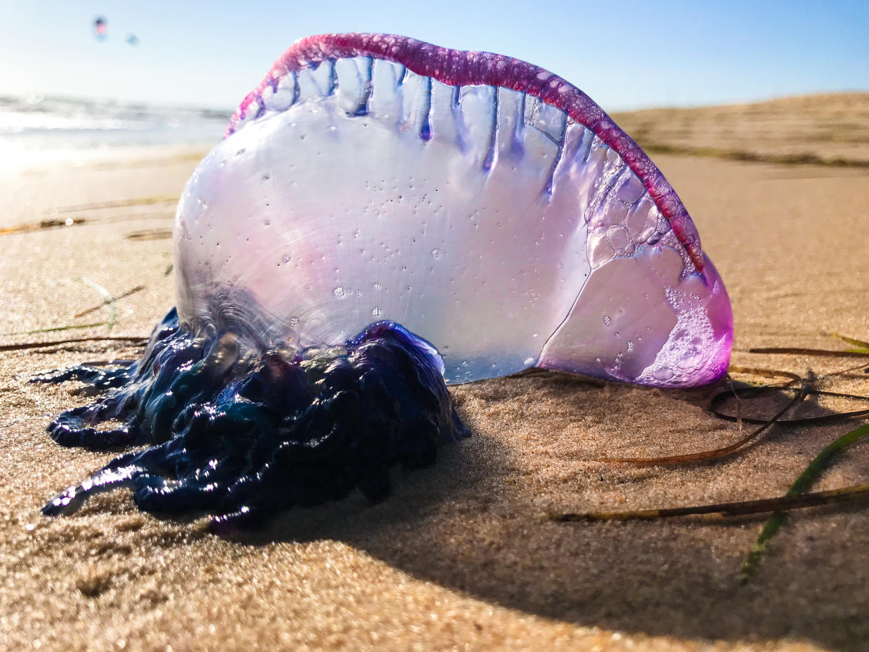 Portuguese Man o' war jellyfish washed on beach at Praia de faro in Faro, Algarve, Portugal
