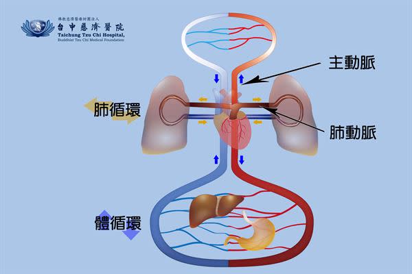 人體血液循環示意圖。（圖片／台中慈濟醫院提供）