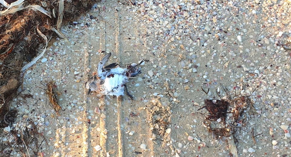 A squashed red-necked stint on Kangaroo Island.