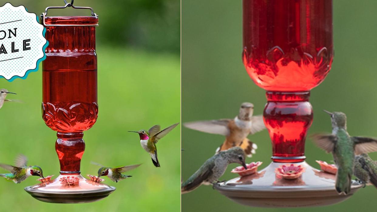 bird feeder