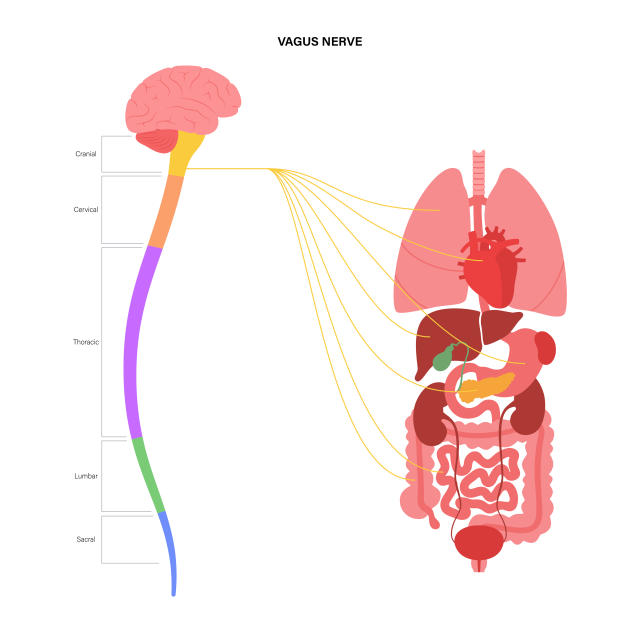 Using TENS Machine for Vagus Nerve Stimulation