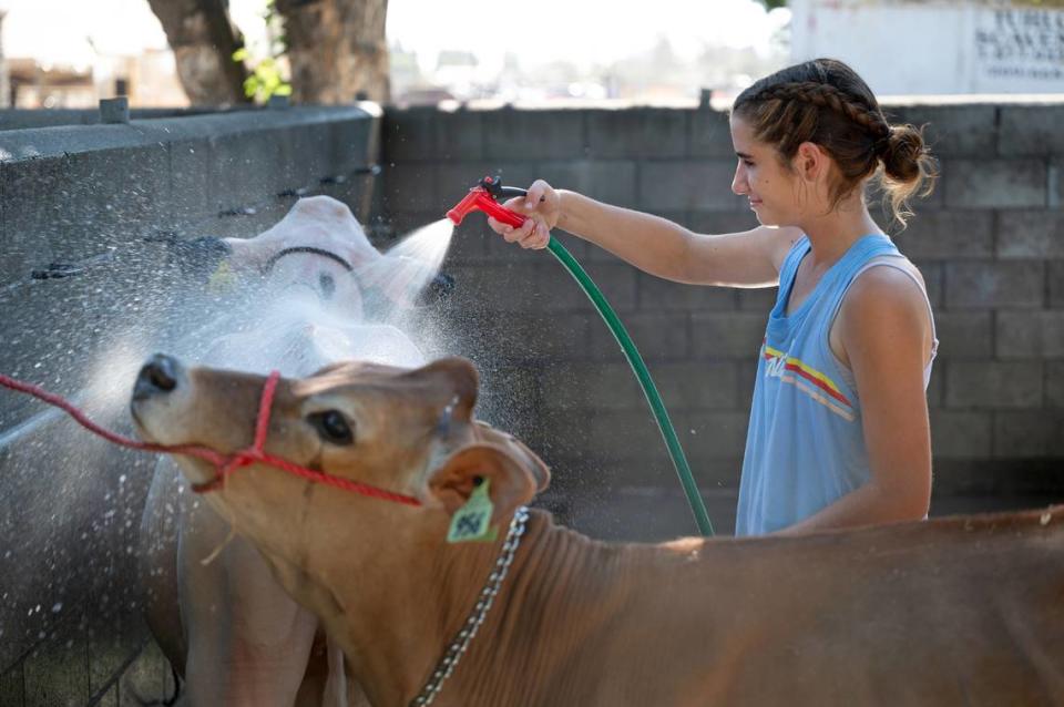 La miembro de la FFA de Turlock, Chloe Chapman, de 14 años, lava y refresca a dos terneros, Bingo y Felicia, durante la Feria del Condado de Stanislaus en Turlock, California, el viernes 5 de julio de 2024.