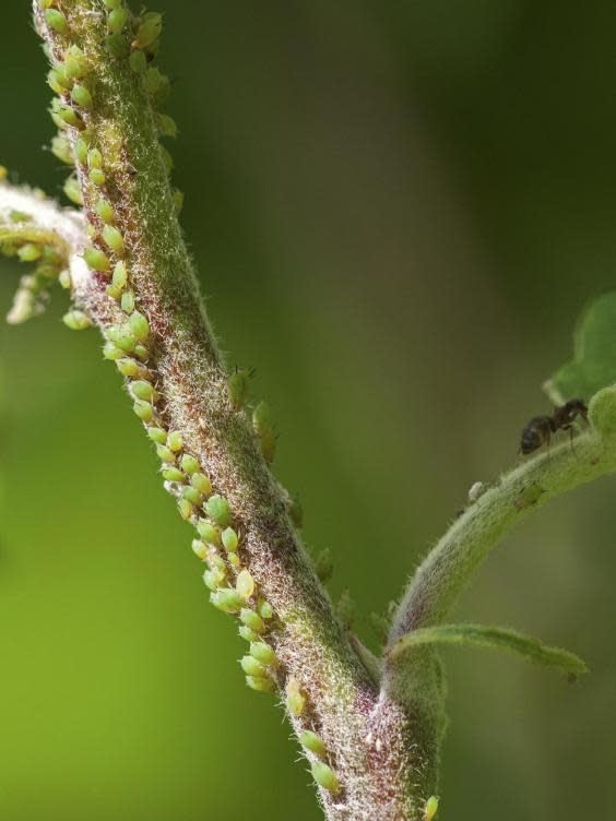 Aphids have been found to carry juveniles before taking refuge on a host plant (Rex)