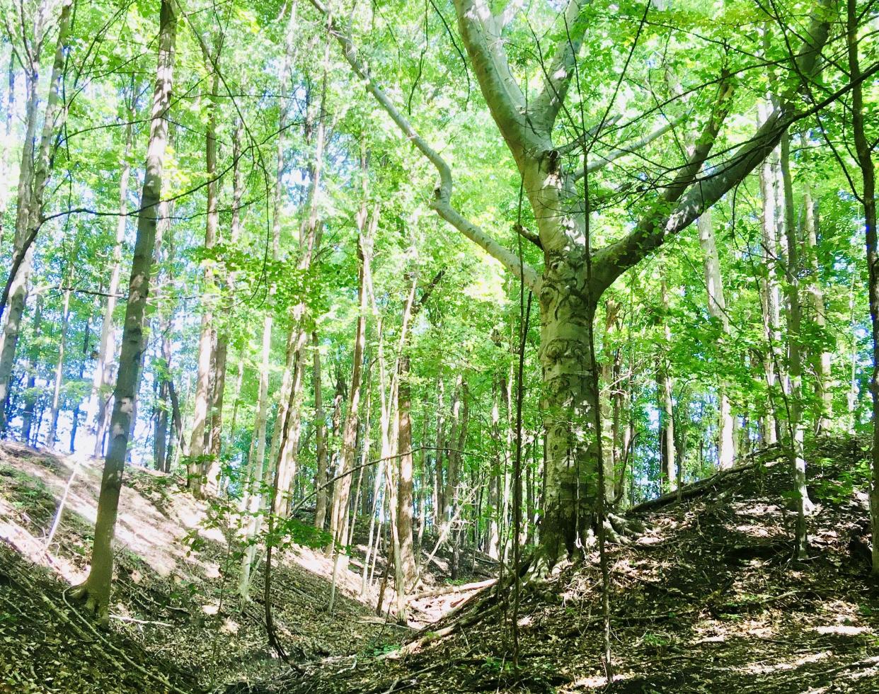 The new Sugarwood Forest Preserve in Three Oaks is featured both in a hike with Harbor Country Hikers and in the #10Trail Challenge.