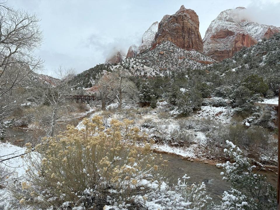 View of snowy trees in Zion National Park 