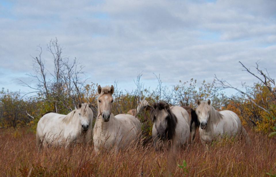 Horses settling into their new home at Pleistocene Park (Valentina Morriconi)