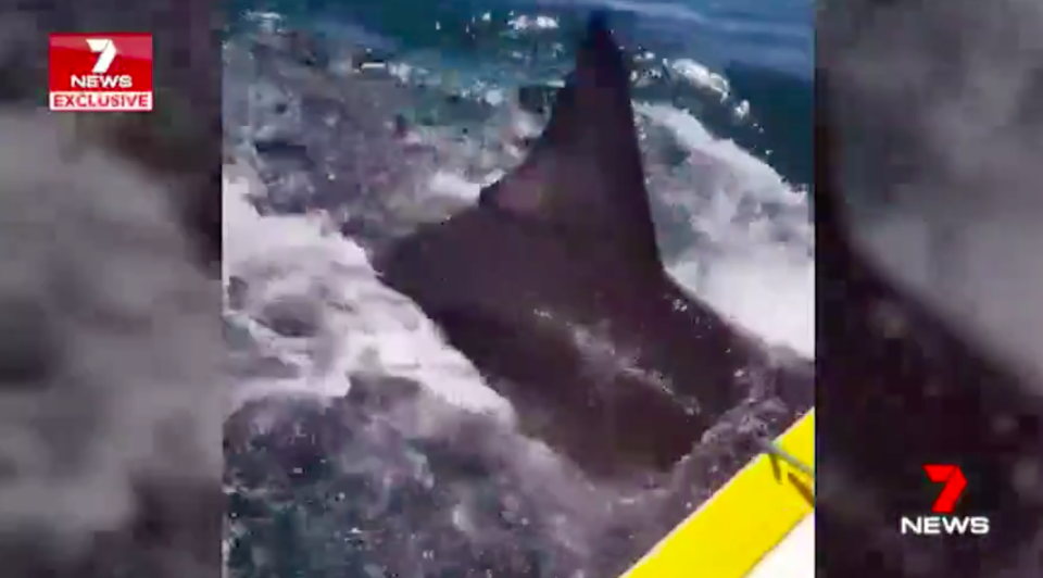 Daniel Medlin pressed record as a three-metre-long shark circled the boat. Source: 7 News