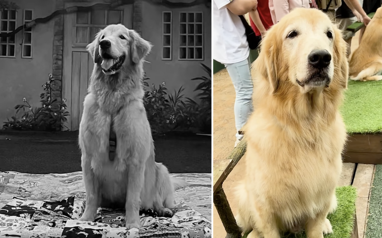 Singapore Zoo's KidsWorld golden retriever, Buddy, dies (Photos: Mandai Wildlife Reserve/Facebook)