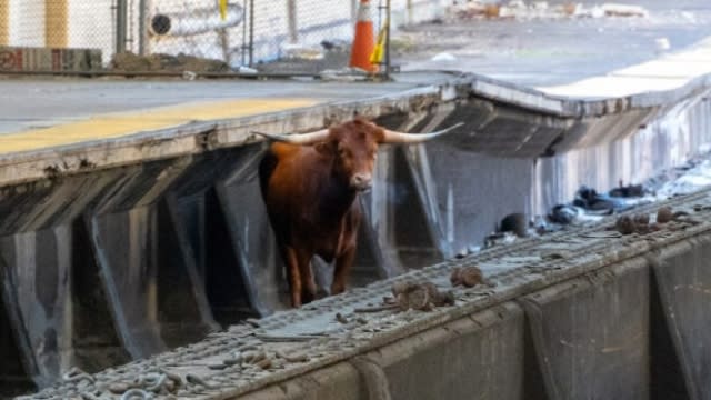 Bull on the train tracks