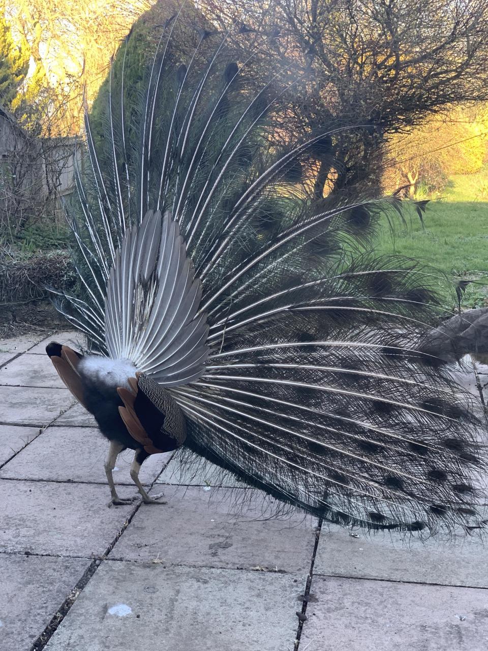 A peacock's rear with the feathers in the back raised and the plumage in full effect