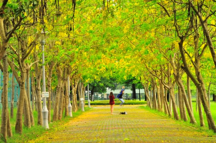 台南的阿勃勒樹每逢五月底至六月初就會開出一串串金黃色的花朵，隨風搖曳飄落的阿勃勒花瓣宛如浪漫的黃金雨。   圖：台南市觀旅局／提供 
