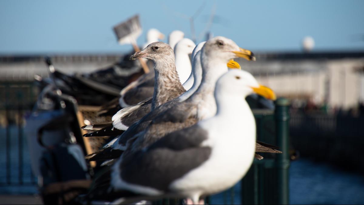 The gulls are alright: How a lesbian seagull discovery shook up