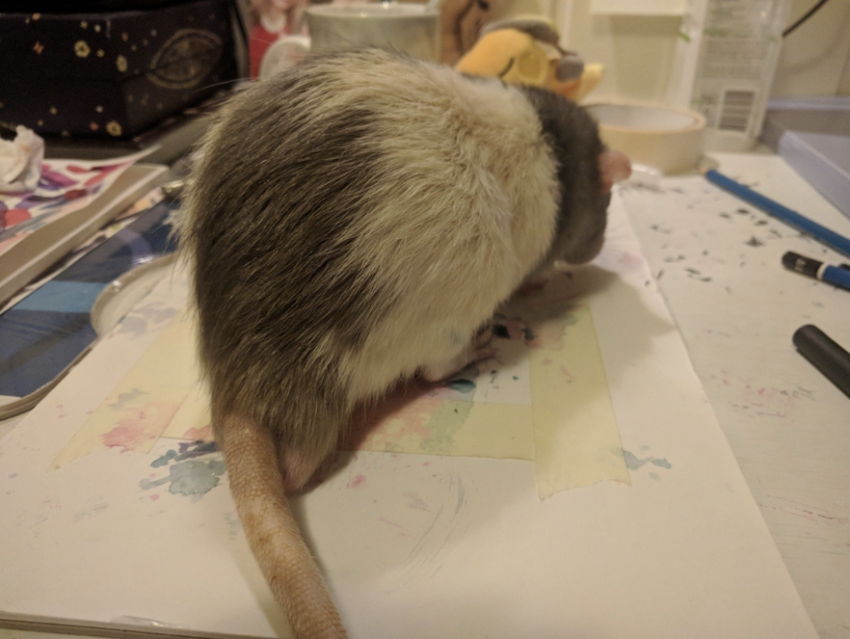 Darius the painting rat