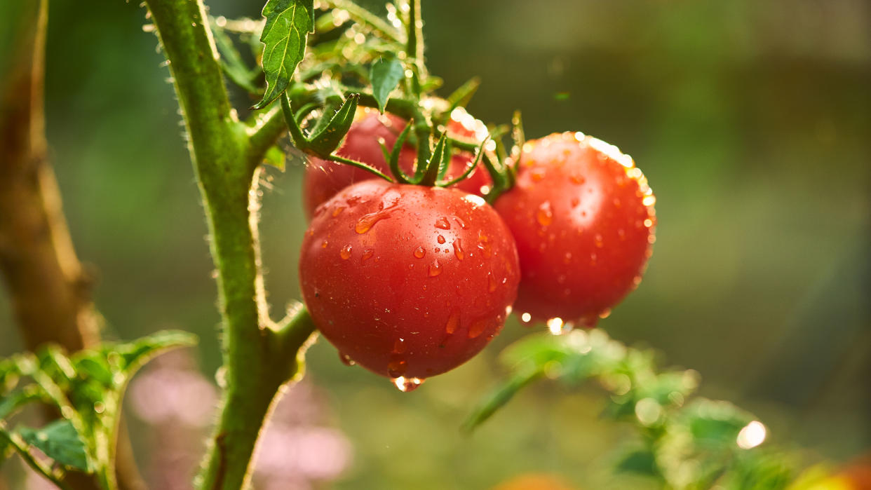  A tomato plant showing three  ripe tomatoes covered in moisture 