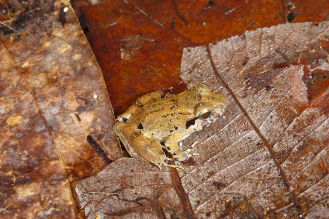 Newly discovered species of fanged frogs eat crabs in Indonesia