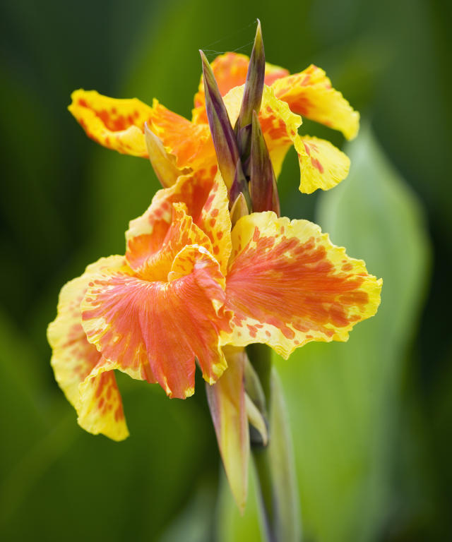 Canna lilies thrive in Erie