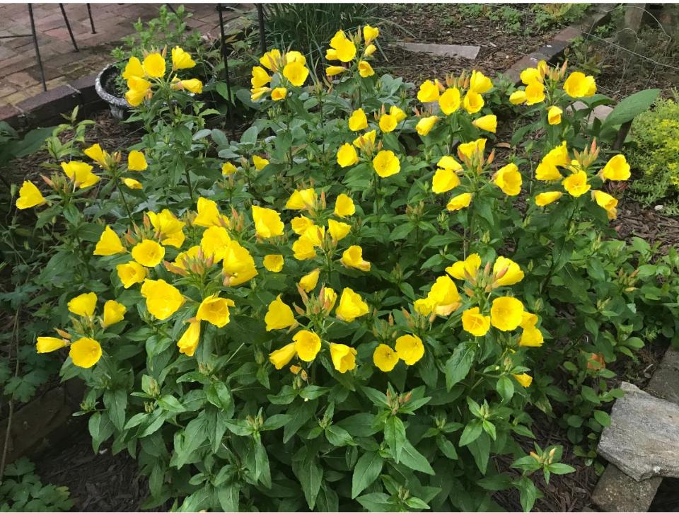 These gorgeous sundrops will be in full flower this weekend at the annual North Hills Garden Club Plant Sale. May, 2022