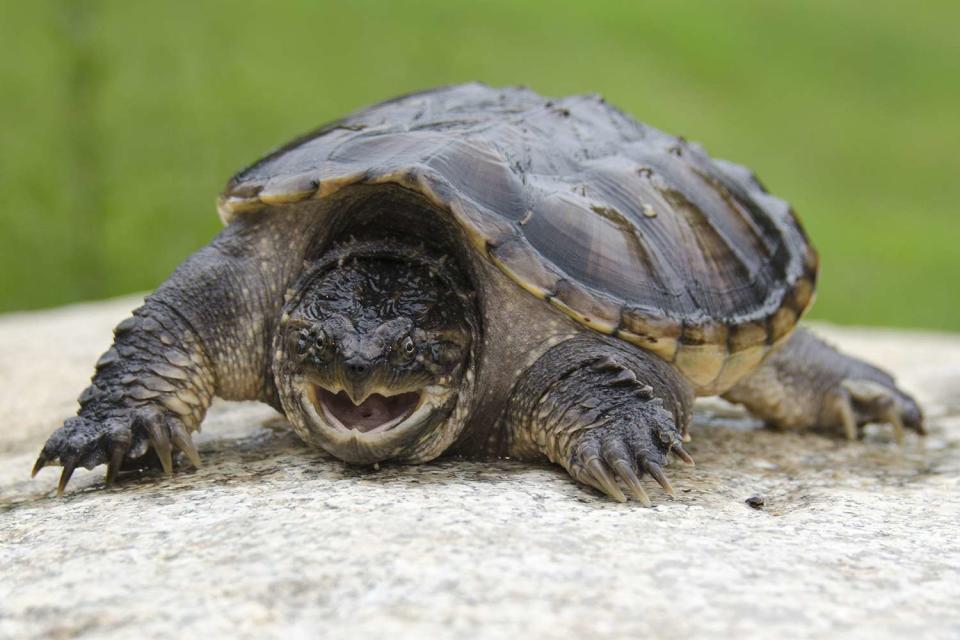 <p>Getty Images</p> Snapping turtle