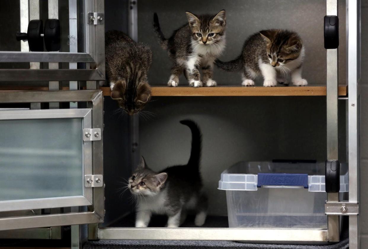 An influx of cats will be cared for by staff at the Cleveland County Animal Shelter.
