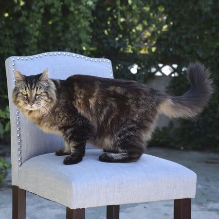 Corduroy, the new "oldest living cat" according to Guinness World Records, is shown in Sister, Oregon, in this undated handout photo provided by the Guinness World Records on August 13, 2015. REUTERS/Guinness World Book of Records/Handout via Reuters