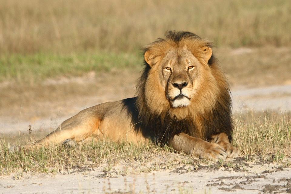 Cecil sufrió 10 horas de increible crueldad antes de morir, dijo un libro publicado por el investigador Andrew Loverigethe sobre el león que estudió a distancia durante 8 años. (Foto: <span>Evening Standard)</span>