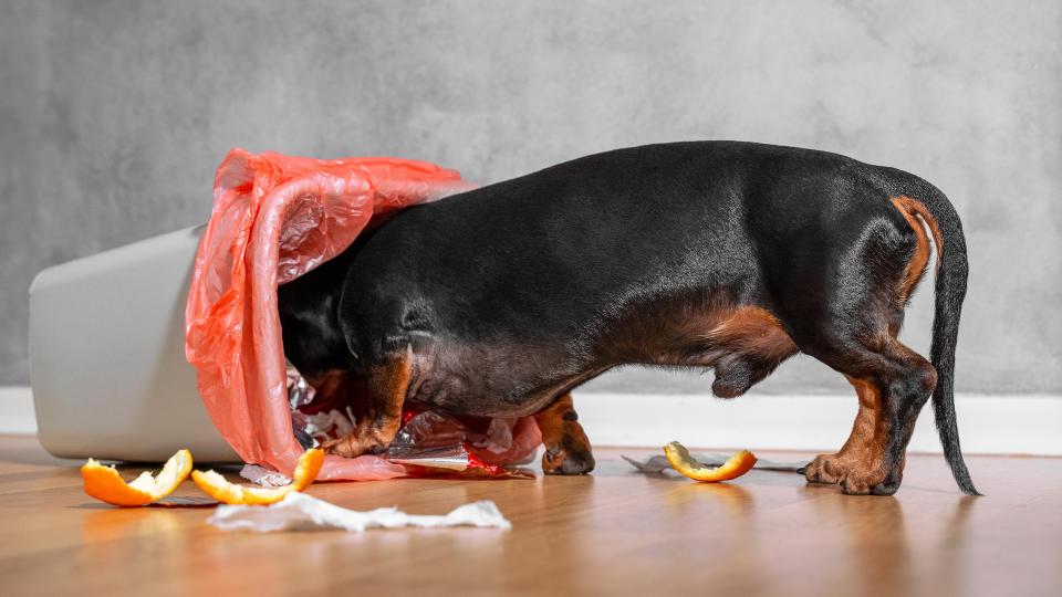 Dachshund with head in bin