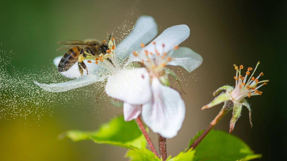 Honey bee collecting pollen from a flower