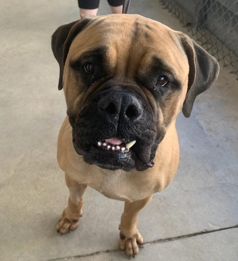 Nila is a beautiful, fawn-colored bullmastiff looking for a forever home. She's a big girl at 91 pounds and gets along great with other similar sized dogs. But she's too fond of smaller dogs. She's obedient, good with kids and have never met a stranger. Come visit her today by making an appointment at www.spcaflorida.org/appointment.