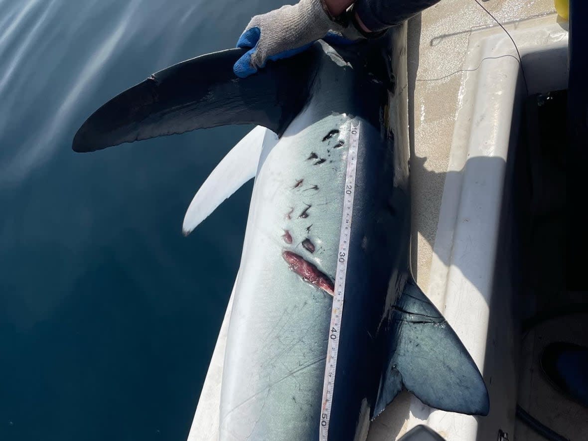 Dalhousie University biologist Charles Bangley says he came across the injured shark when teaching marine biology students how to tag sharks electronically. (Submitted by Charles Bangley - image credit)