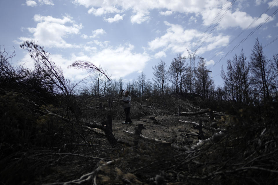 A worker throws cut branches, which had been burned in a mid-August wildfire, on Penteli mountain in northern Athens, Thursday, Aug. 22, 2024. (AP Photo/Thanassis Stavrakis)