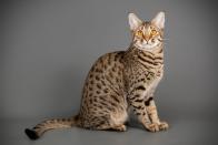 <p>Este gato es quizá el más fotogénico de la lista, el Savannah casi parece un cruce entre un leopardo y un tigre. Hodgson dice que ése es uno de sus pros, además de ser inteligente y enérgico. Al ser una raza híbrida, Hodgson dice que aún pueden mostrar tendencias agresivas y salvajes. Puede llegar a pesar hasta 13 kilos.</p>