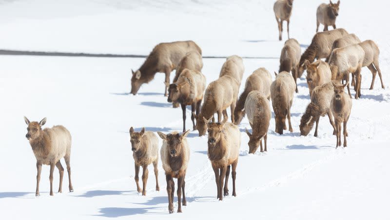 A herd of elk graze at the Salt Lake Country Club in Salt Lake City on Monday, March 27, 2023. Utah leaders receive high marks for demonstrating bipartisan support of more crossings that have helped reduce wildlife-vehicle collisions throughout the West.