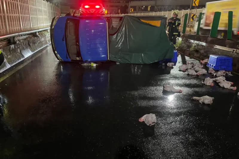 ▲2日凌晨，新北市三重區中山高架道路，發生一起車禍事故，25歲的周姓男子駕駛小貨車，疑似因天雨路滑視線不佳，不慎自撞護欄導致側翻，車內運載的屠宰雞隻掉滿地。（圖／翻攝畫面）