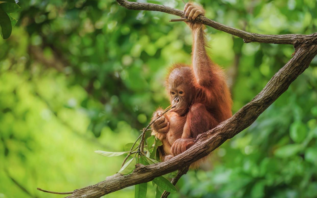 Orangutan's in Malaysia and Indonesia are endangered - Getty Images Contributor