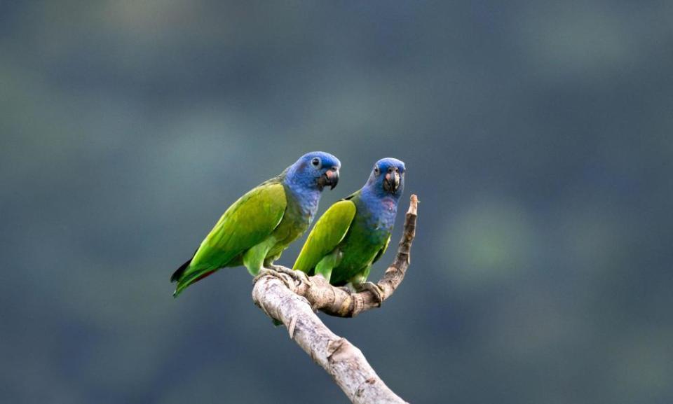 Blue-headed Parrots perching on a lone branch.