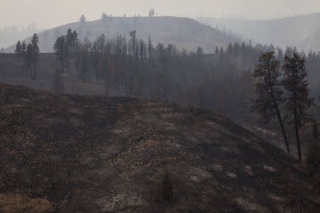 A hillside scorched by the Carlton Complex Fire is pictured near Carlton, Washington July 19, 2014. REUTERS/David Ryder