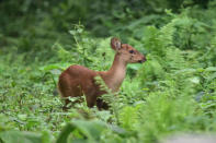 Wild deer crosses a National Highway in search for safer places at the flood affected area of Kaziranga National Park in Nagaon District of Assam. (Photo credit should read Anuwar Ali Hazarika/Barcroft Media via Getty Images)