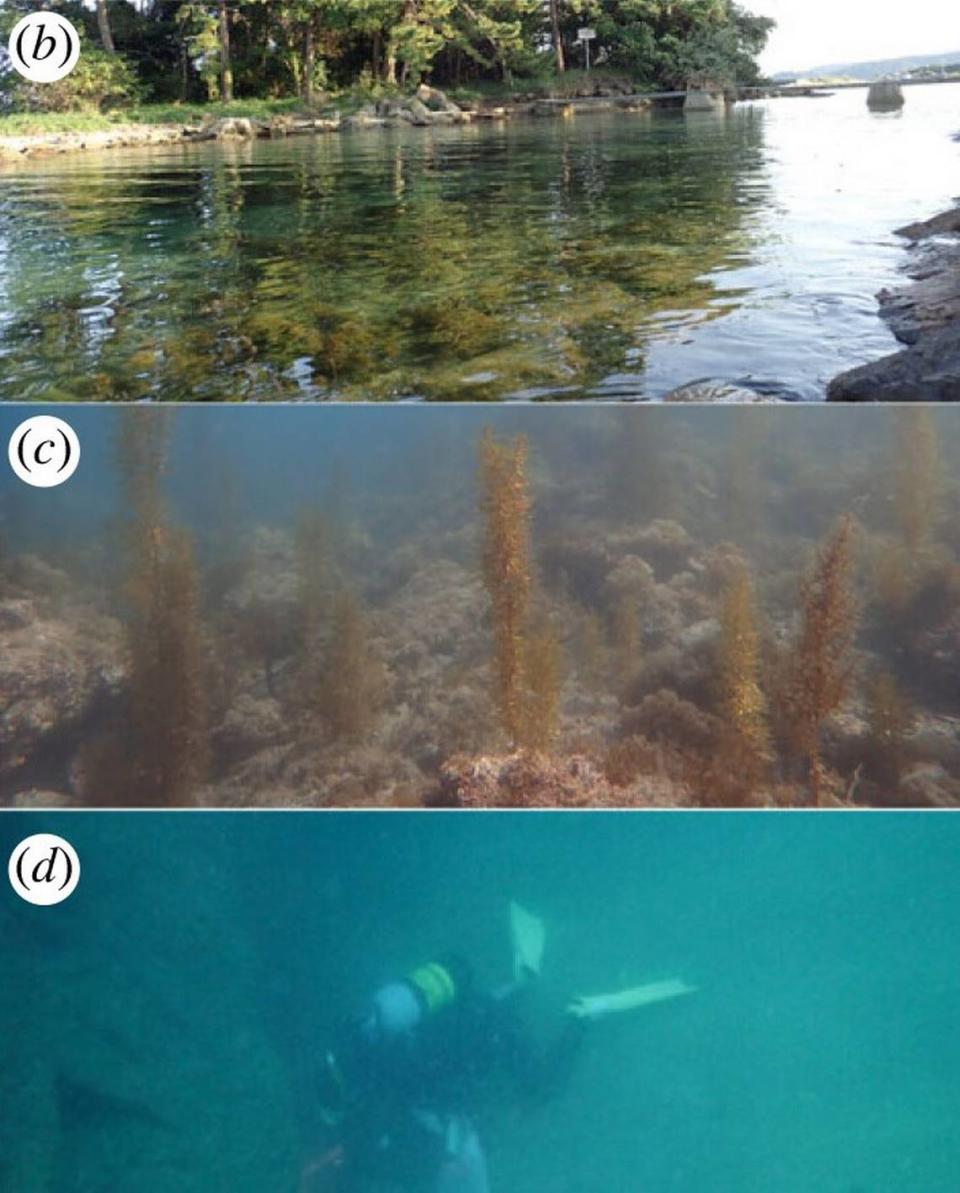 The sea worms’ habitats at Notojima (b), Sugashima (c) and the Shirawara (d).