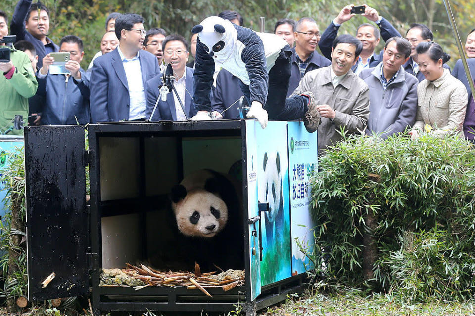 <p>A worker dressed up as a panda opens the cage to let giant panda 'Hua Yan’ out into the wild at the Liziping National Nature Reserve the Sichuan Province of China. (Zhang Jian/Chengdu Economic Daily/VCG via Getty Images)</p>