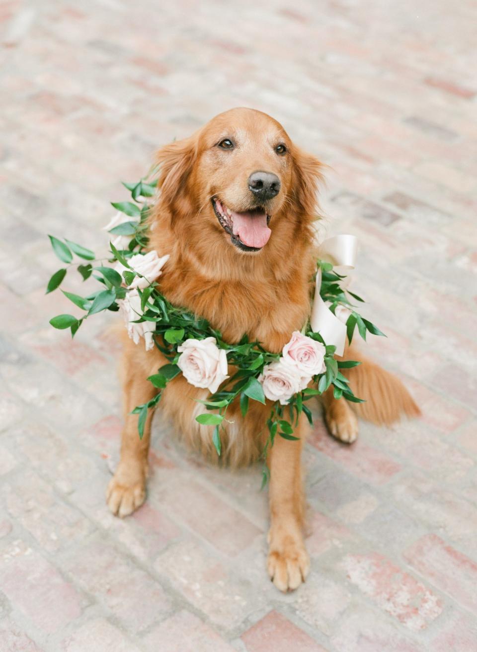 One Dapper Dog