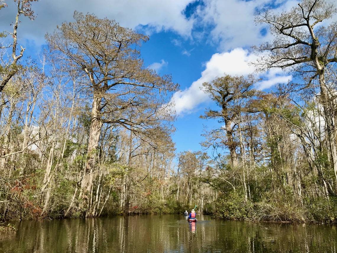 Blue skies and black water: the remote beauty of Wambaw Creek near McClellanville is easy to access by boat or kayak and promises a wilderness experience that is close to home. Here, kayakers Chapin Burgess of Bluffton and Tom Taylor of Greenville explore a waterway rich in history and nature.