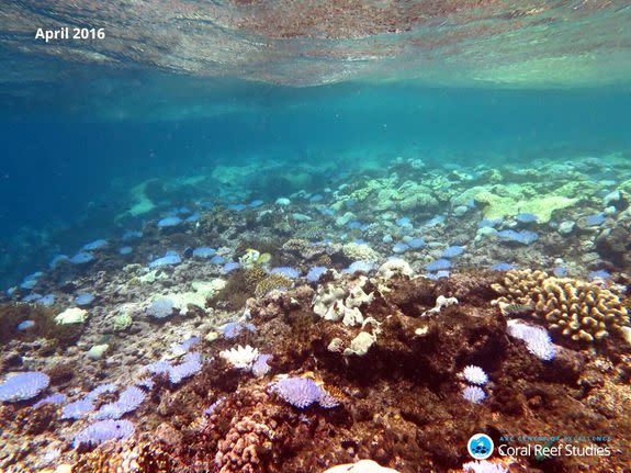 Extensive bleaching of Acropora corals on the reef crest of North Direction Island, Australia, April 13, 2016.