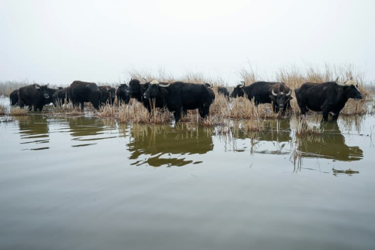 Un troupeau de buffles dans les eaux des marais de Chibayich, en Irak le 23 janvier 2023 (AFP - Asaad NIAZI)