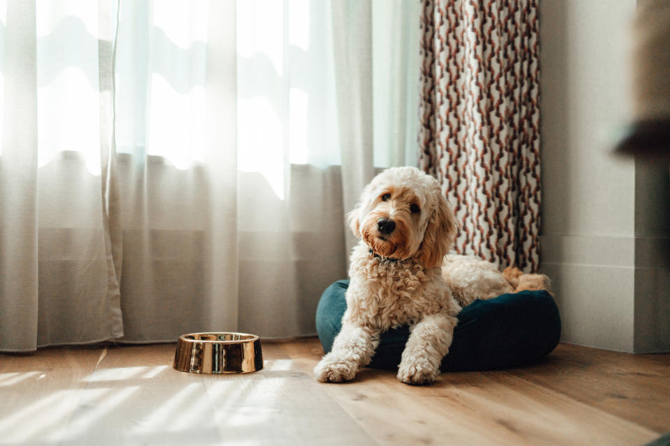 A dog lounges near a food bowl in their owner's home