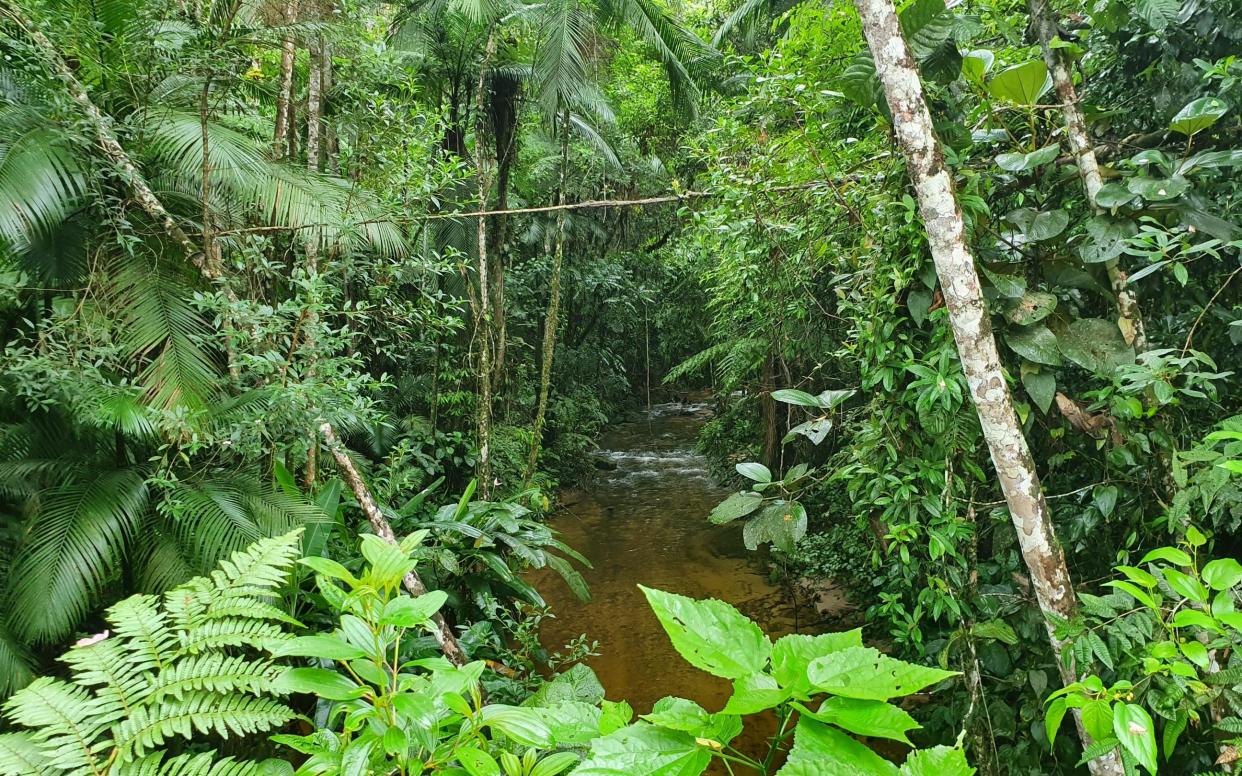 Pristine jungle, Atlantic Forest, Brazil  - Merijn van Leeuwen/WWF-Netherlands