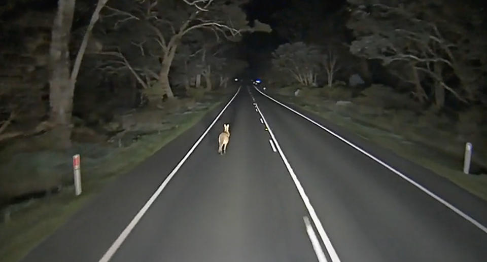 Kangaroo on road at night