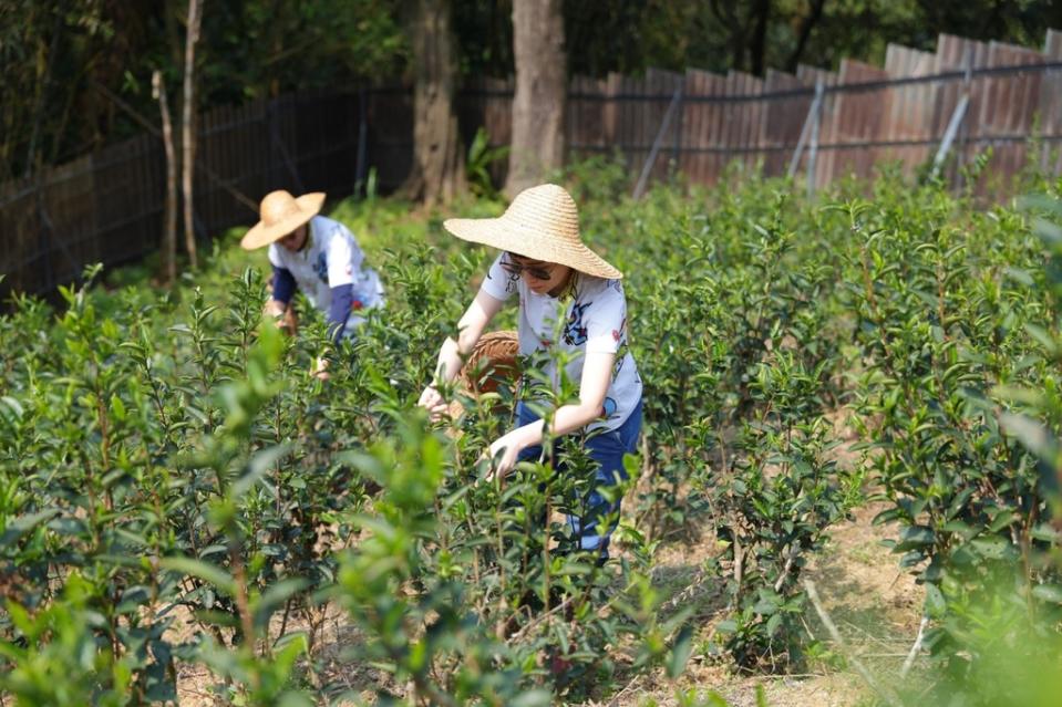 《圖說》谷芳茶園多年來堅持有機農業和減碳措施。〈農業局提供〉