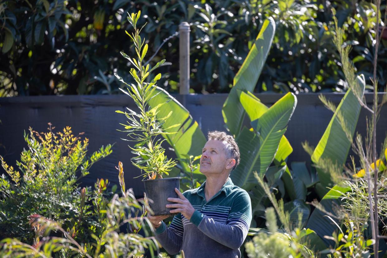 <span>‘Small trees on the north and northern western aspects of a dwelling can create immediate microclimate changes,’ says horticulturalist Patrick Belford</span><span>Photograph: Ellen Smith/The Guardian</span>