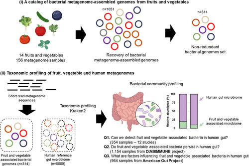 Evidence for the occurrence of fruit and vegetable bacteria in the human gut. (Taylor & Francis Online/BioRender)